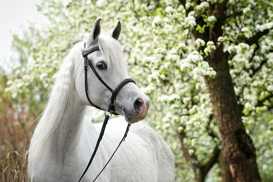 Arab ló Barefoot kantárral virágos fa előtt
